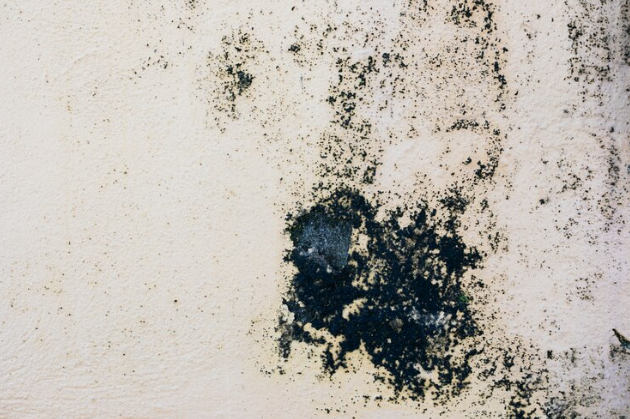 Black house mold growth on wall. 