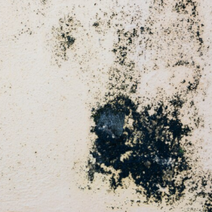 Types of House Mold You Should Know About!
