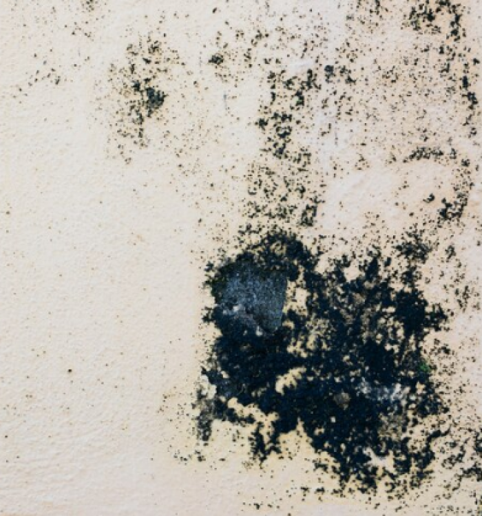 Types of House Mold You Should Know About!