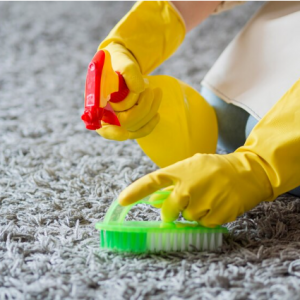 How to Prevent Carpet Mold? – Ultimate Guide to Mold Remediation